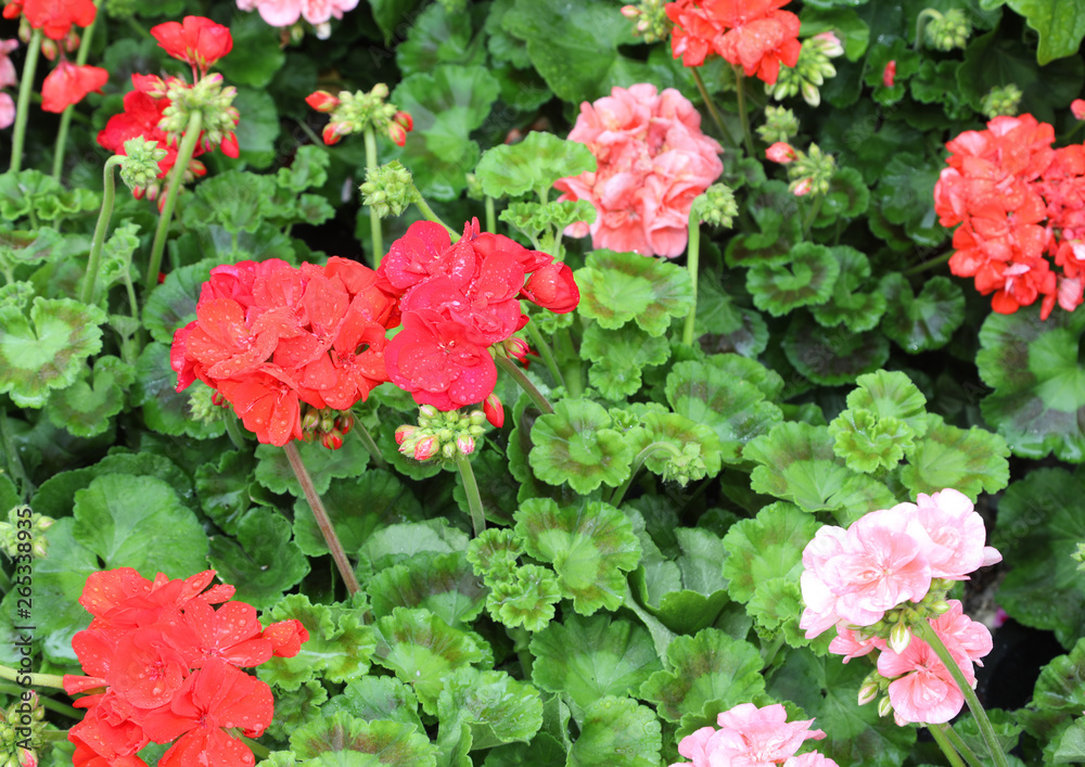 many lush plants with red and ppink geraniums flowers many lush plants with red and ppink geraniums flowers