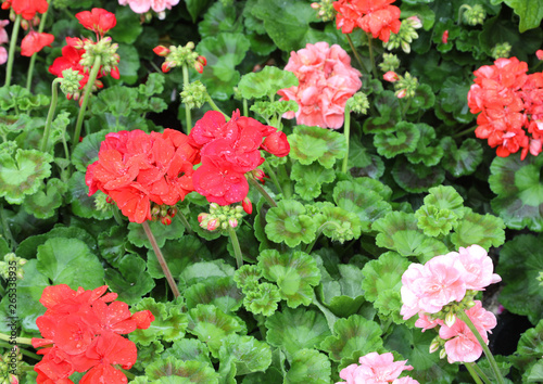 many lush plants with red and ppink geraniums flowers