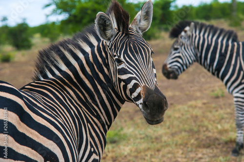 zebra Family looking at the camera