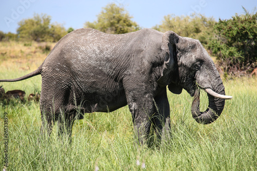 African elephant eating