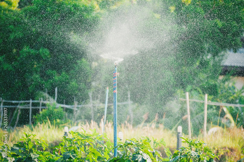 Tableau sur toile Watering vegetables using springer.