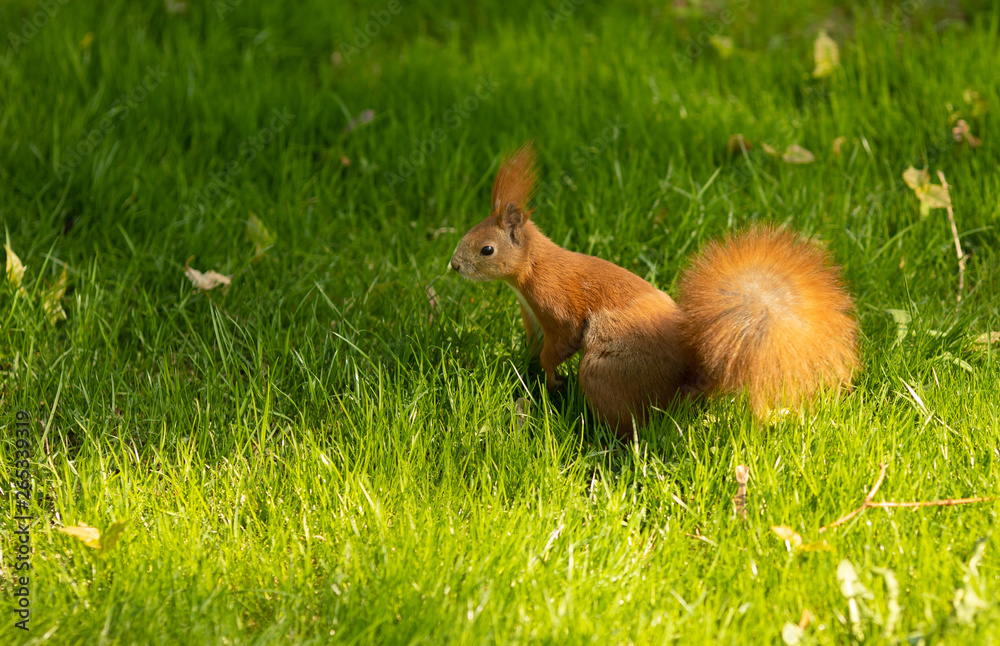 Red squirrel sitting on a green grass in the Park Red squirrel sitting on a green grass in the Park