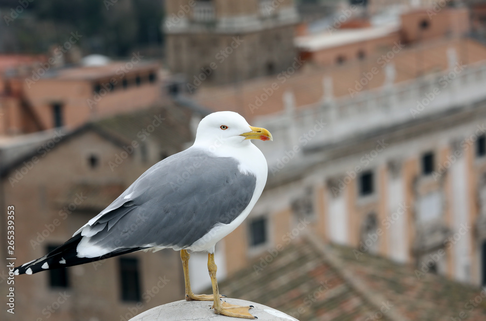 seagull with yellow beak ang grey and white feathers seagull with yellow beak ang grey and white feathers