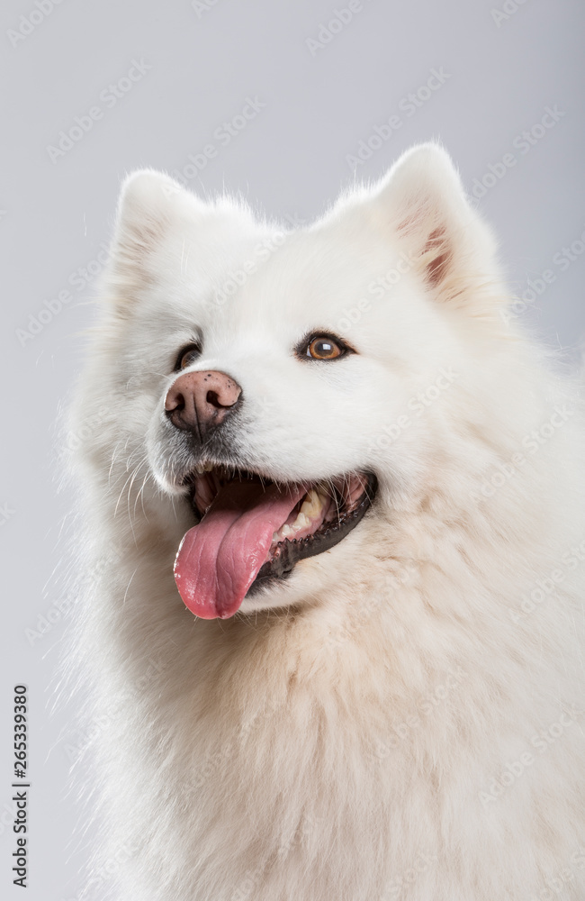 Studio portrait of a beautiful Samoyed dog against neutral background