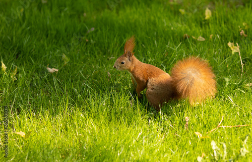 Red squirrel sitting on a green grass in the Park © lashkhidzetim