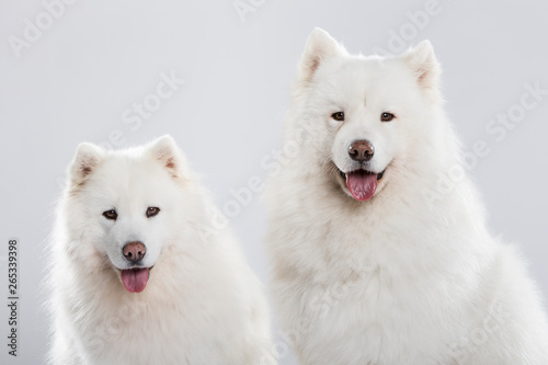 Studio portrait of a beautiful Samoyed dog couple against neutral background