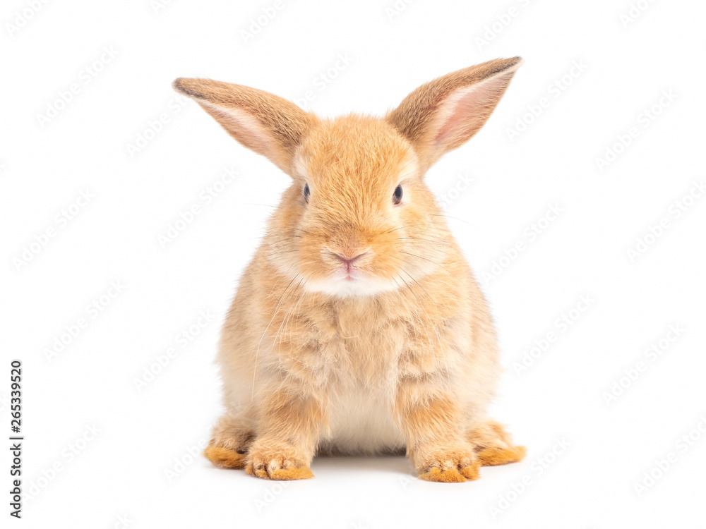 Orange-brown cute baby rabbit sitting isolated on white background. Lovely young rabbit sitting. Orange-brown cute baby rabbit sitting isolated on white background. Lovely young rabbit sitting.