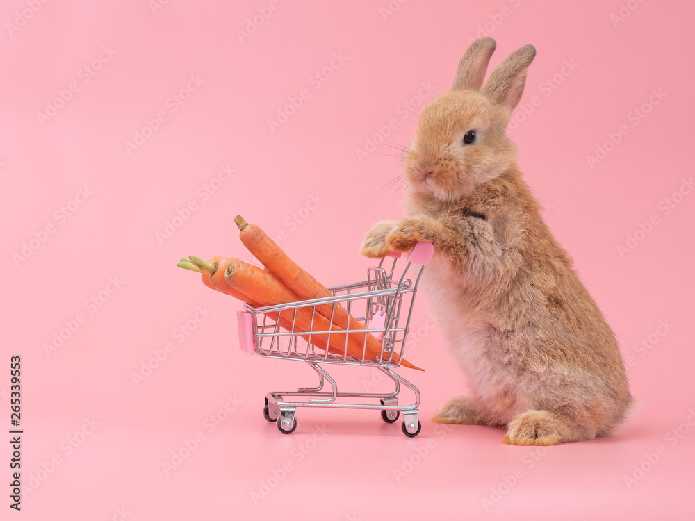 Brown cute baby rabbit standing and hold the shopping cart with baby ...