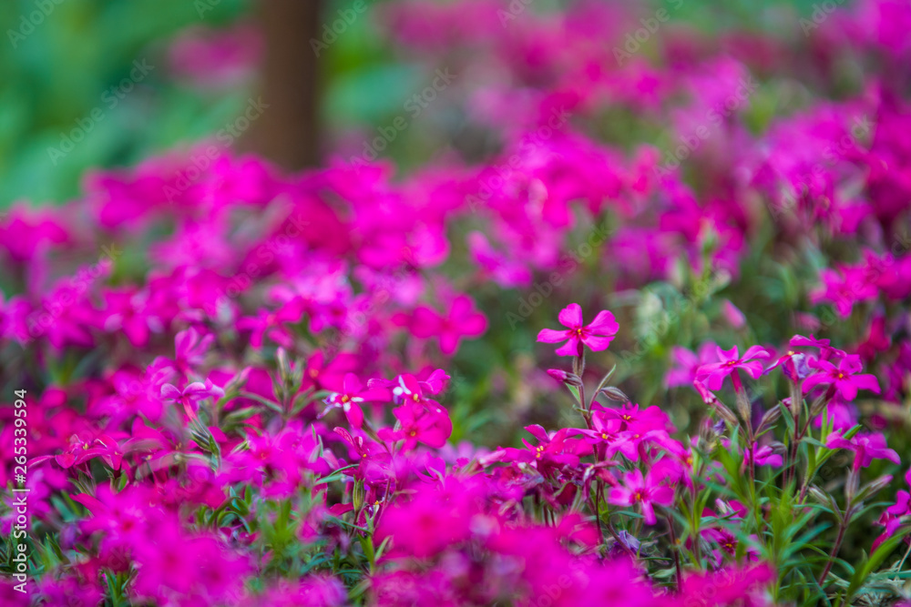 Green spring flowerbed in a garden near a footpath with a set small violet and crimson flowers. Bright background. Green spring flowerbed in a garden near a footpath with a set small violet and crimson flowers. Bright background.