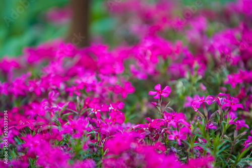 Green spring flowerbed in a garden near a footpath with a set small violet and crimson flowers. Bright background.