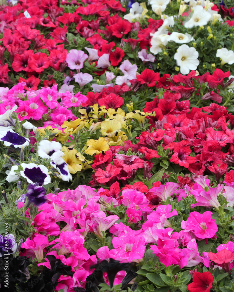 background of many flowers called petunias in spring