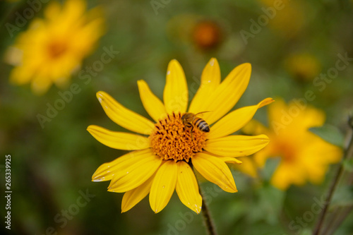 Flor amarilla 