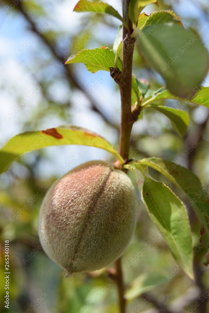 Ripening apricots under the scorching Spanish sun. Ripening apricots under the scorching Spanish sun.