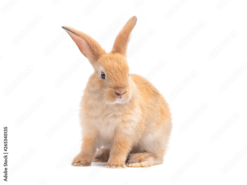 Fototapeta premium Orang-brown cute baby rabbit isolated on white background. Lovely young rabbit sitting.