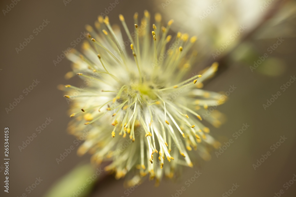 Willow - Salix caprea - buds blossoming in spring, Finland Willow - Salix caprea - buds blossoming in spring, Finland