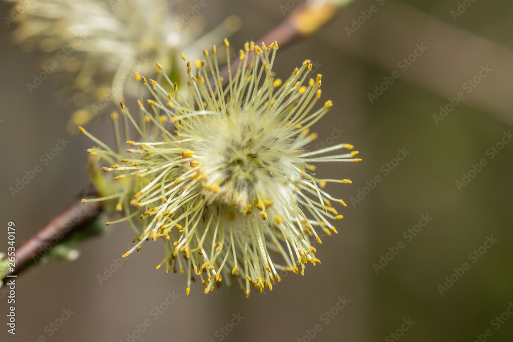 Willow - Salix caprea - buds blossoming in spring, Finland Willow - Salix caprea - buds blossoming in spring, Finland