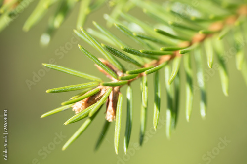 Spruce needles in spring, Finland, macro © Elena Noeva