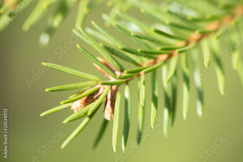 Spruce needles in spring, Finland, macro