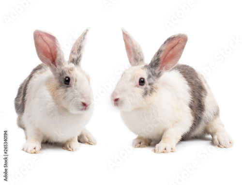 Cute rabbit two action isolated on white background.