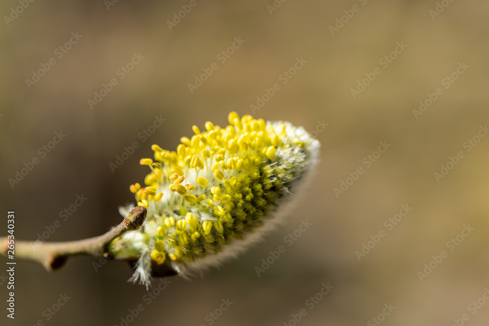 Willow - Salix caprea - buds blossoming in spring, Finland Willow - Salix caprea - buds blossoming in spring, Finland