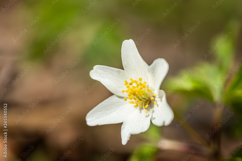 Close-up of white wood anemone and burred background. Spring in Finland. Anemone nemorosa. Close-up of white wood anemone and burred background. Spring in Finland. Anemone nemorosa.