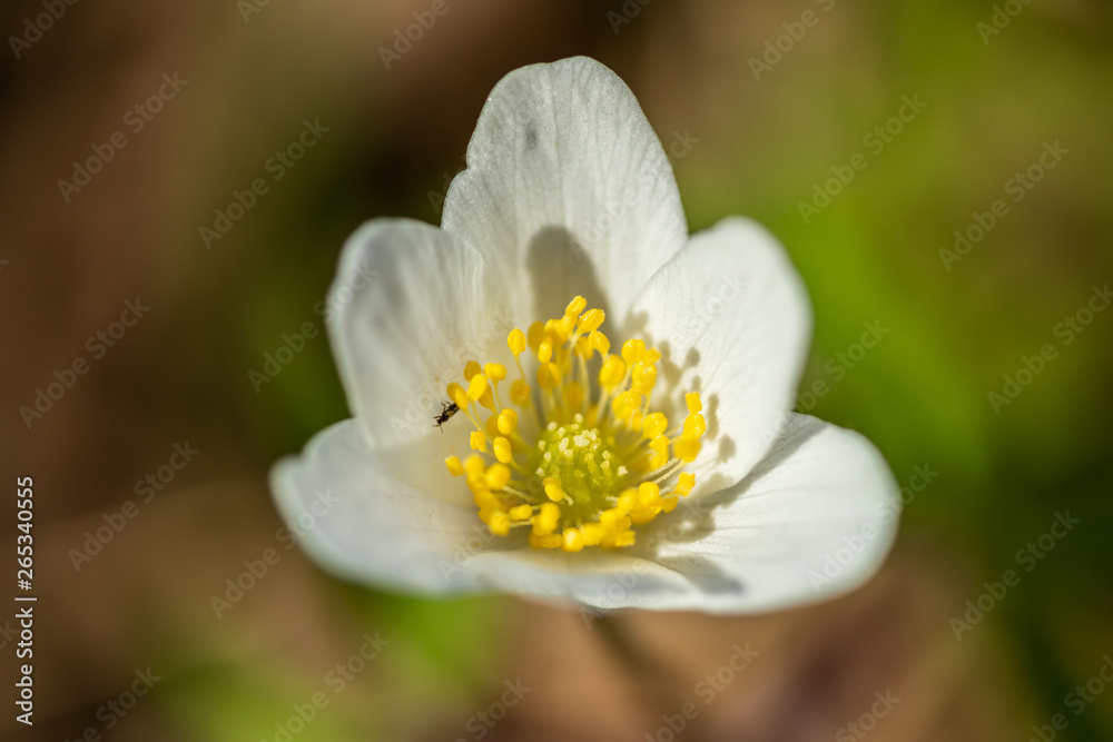 Close-up of white wood anemone and burred background. Spring in Finland. Anemone nemorosa. Close-up of white wood anemone and burred background. Spring in Finland. Anemone nemorosa.