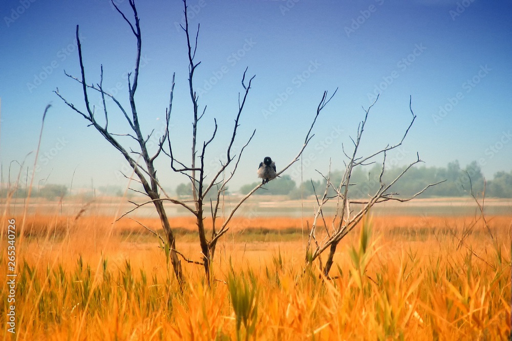 Obraz premium A crow sits on a dead tree in the middle of a field. Yellow wheat ears, beach lake in the background and blue sky. The bird looks into the eyes of the viewer.