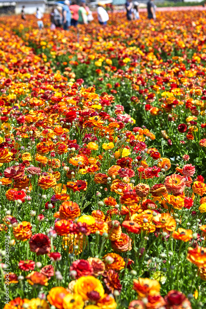 Blooming wildflowers are buttercups, red and yellow, on a kibbutz in southern Israel. Collect flowers.
