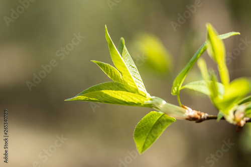 Young small willow leaves - Salix caprea, in spring, Finland