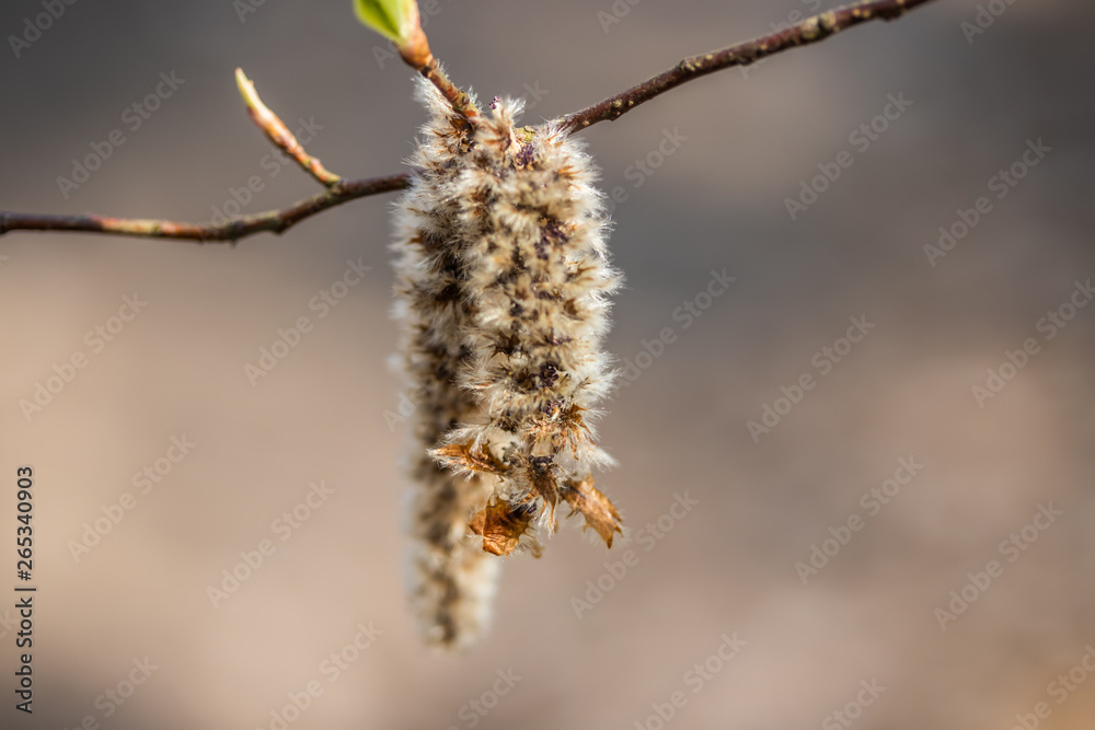 Twigs with fluffy catkins against blurry background in spring, Finland. Willow - Salix caprea. Twigs with fluffy catkins against blurry background in spring, Finland. Willow - Salix caprea.