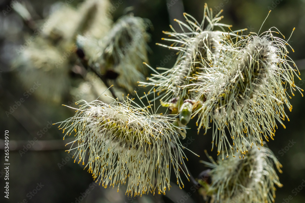 Obraz premium Willow - Salix caprea - buds blossoming in spring, Finland