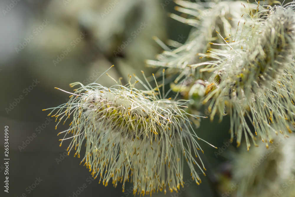 Willow - Salix caprea - buds blossoming in spring, Finland Willow - Salix caprea - buds blossoming in spring, Finland