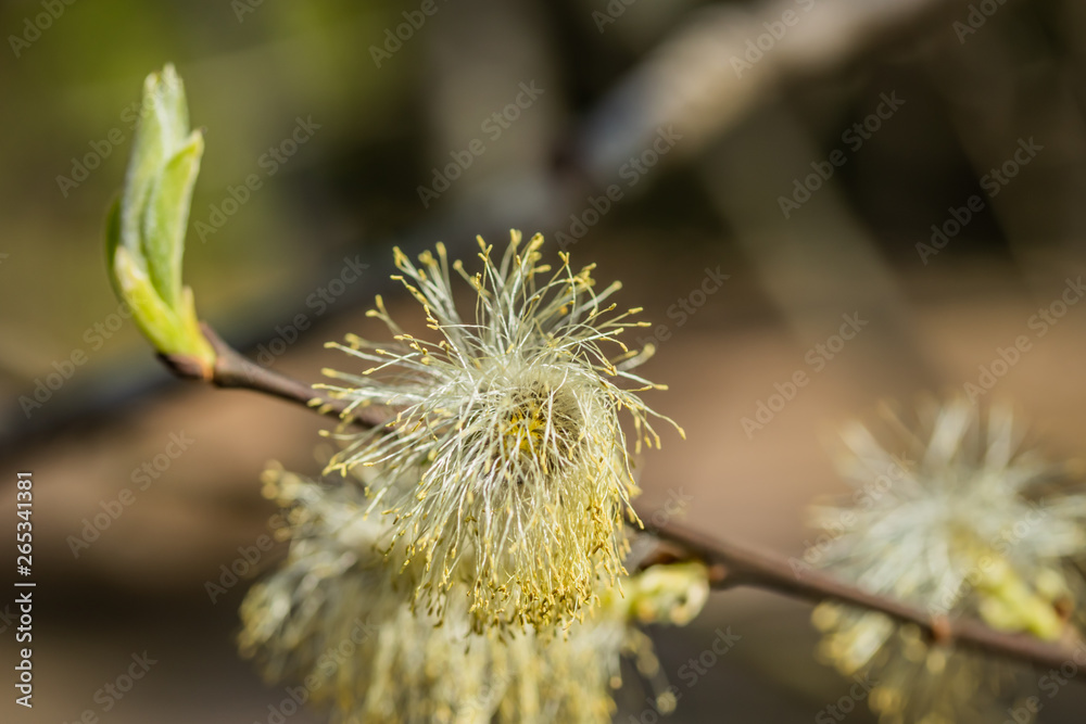 Willow - Salix caprea - buds blossoming in spring, Finland