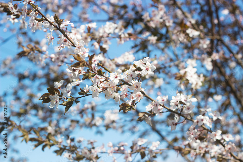 Cherry plum branches with white flowers and young leaves, spring concept. Cherry plum branches with white flowers and young leaves, spring concept.