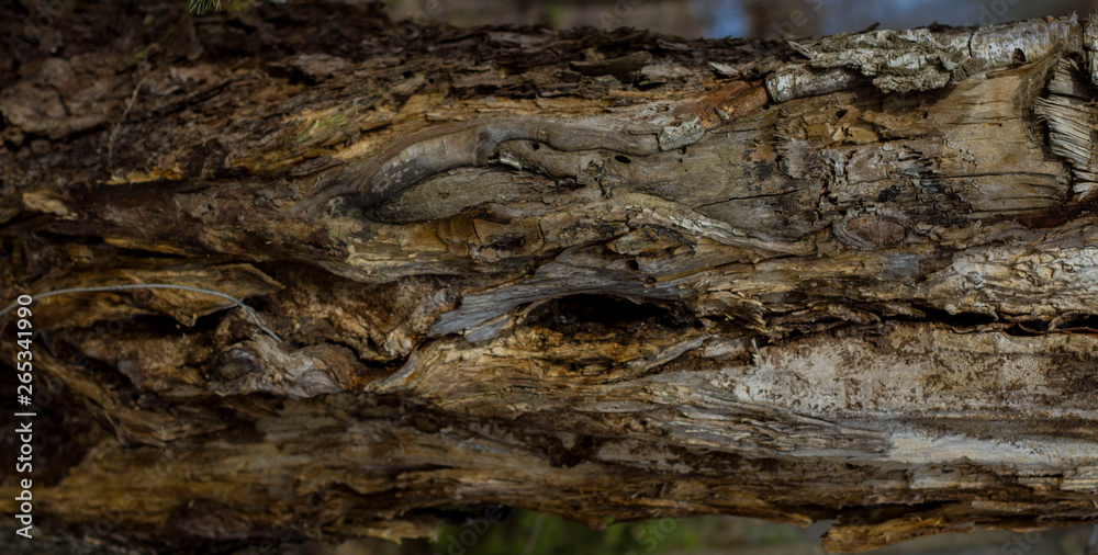 bark of an impressive old tree bark of an impressive old tree