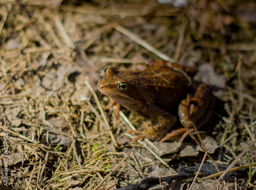 Little frog sunlit on dry grass