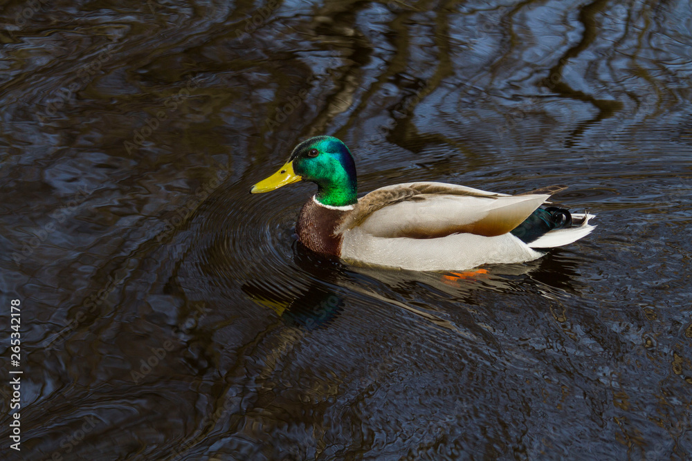 Obraz premium duck floating in a river