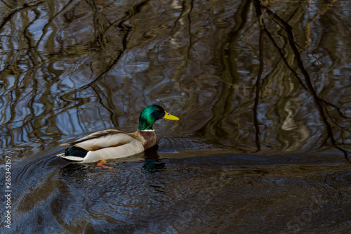 duck floating in a river