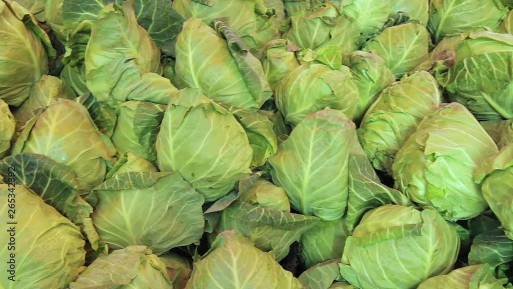 custom made wallpaper toronto digitalcabbage from field. cabbage background. cabbage harvest.