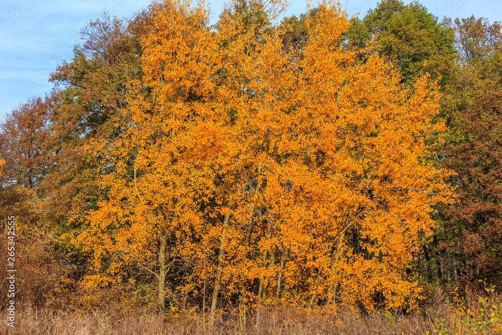 Autumn tree in nature. Golden autumn tree. Autumn tree in autumn nature scene - Immagine.