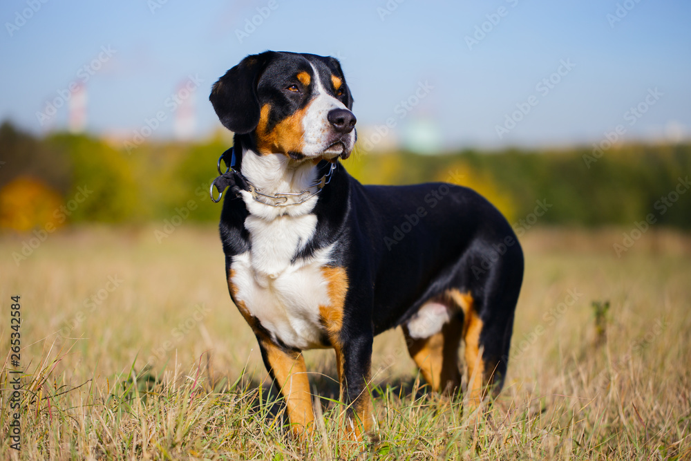 Swiss dog entlebucher Swiss outdoors.