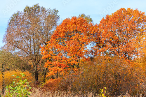 Autumn tree in nature. Golden autumn tree. Autumn tree in autumn nature scene - Immagine.