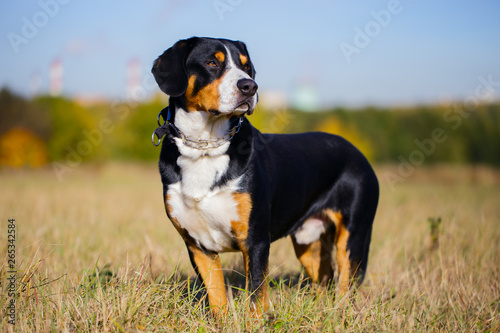 Swiss dog entlebucher Swiss outdoors.