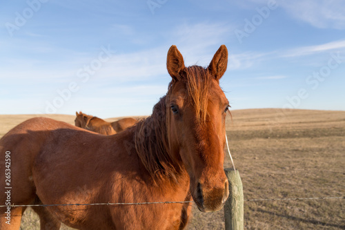 close up of a brown horse in the morning sun