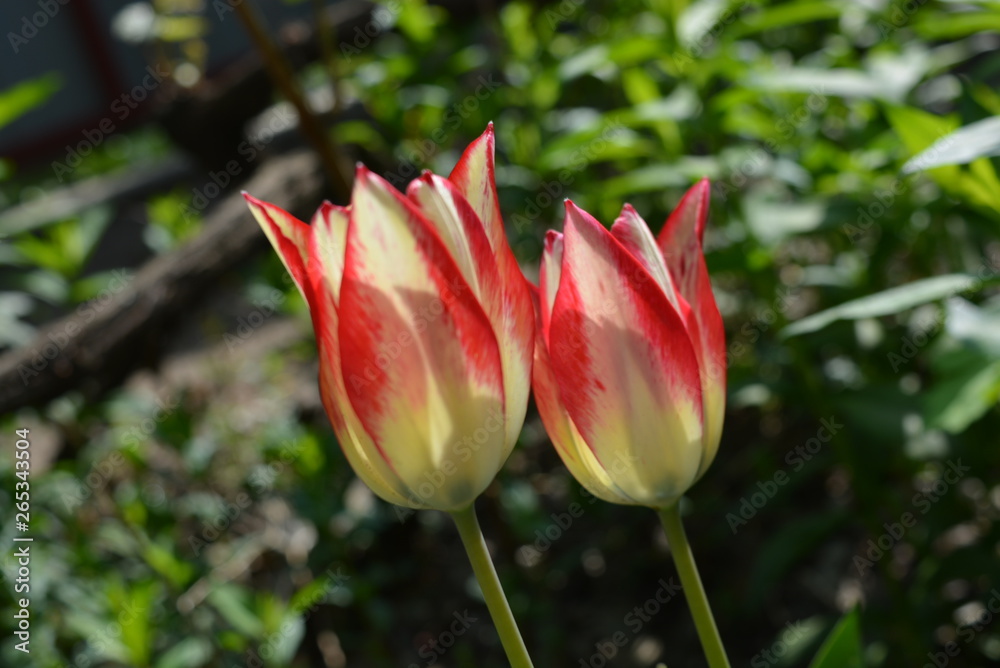 Very bright and colorful tulips, two blooming red-yellow tulips in the sun.