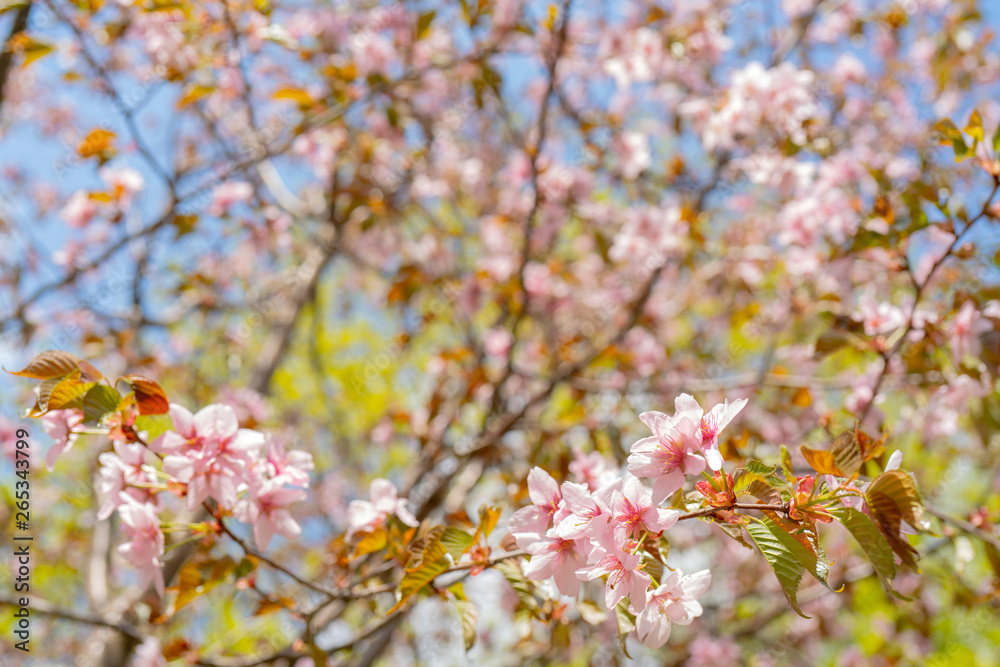 Spring flowering of sakura. Background for a festive wedding greeting card and wedding invitation. Spring flowering of sakura. Background for a festive wedding greeting card and wedding invitation.
