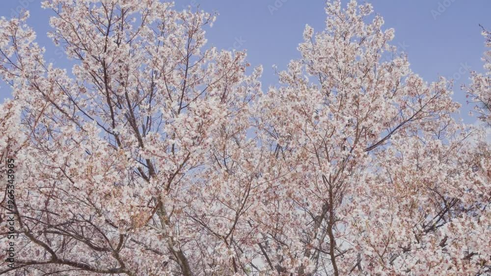 Cherry blossoms and blue sky swaying in the wind Cherry blossoms and blue sky swaying in the wind