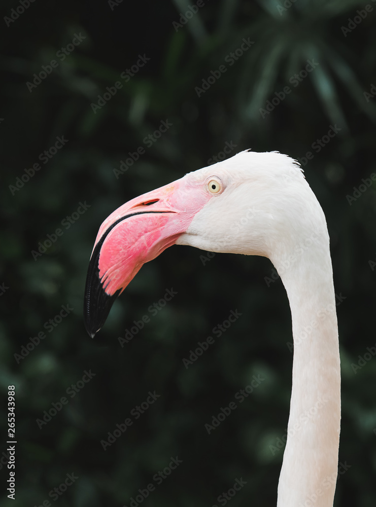 Fototapeta premium Flamingo bird head focus with deep green background.