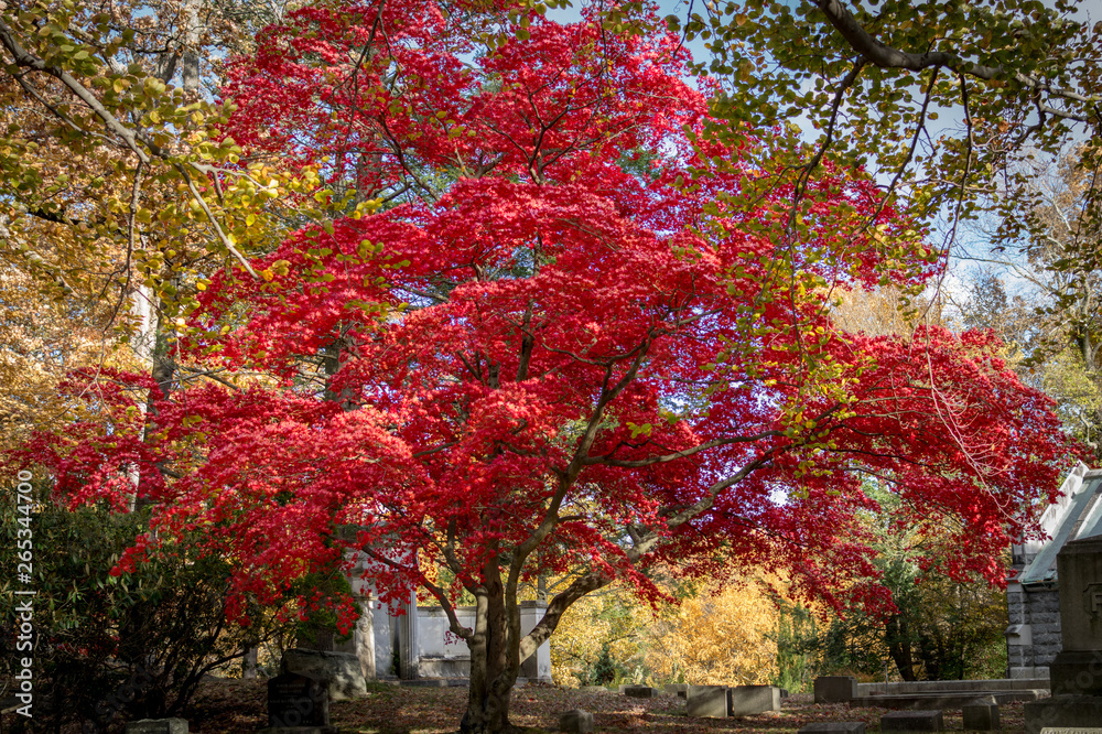Large tree sporting beautiful red fall foliage, on a clear Autumn day at Sleepy Hollow Cemetery, Upstate New York, NY, USA Large tree sporting beautiful red fall foliage, on a clear Autumn day at Sleepy Hollow Cemetery, Upstate New York, NY, USA