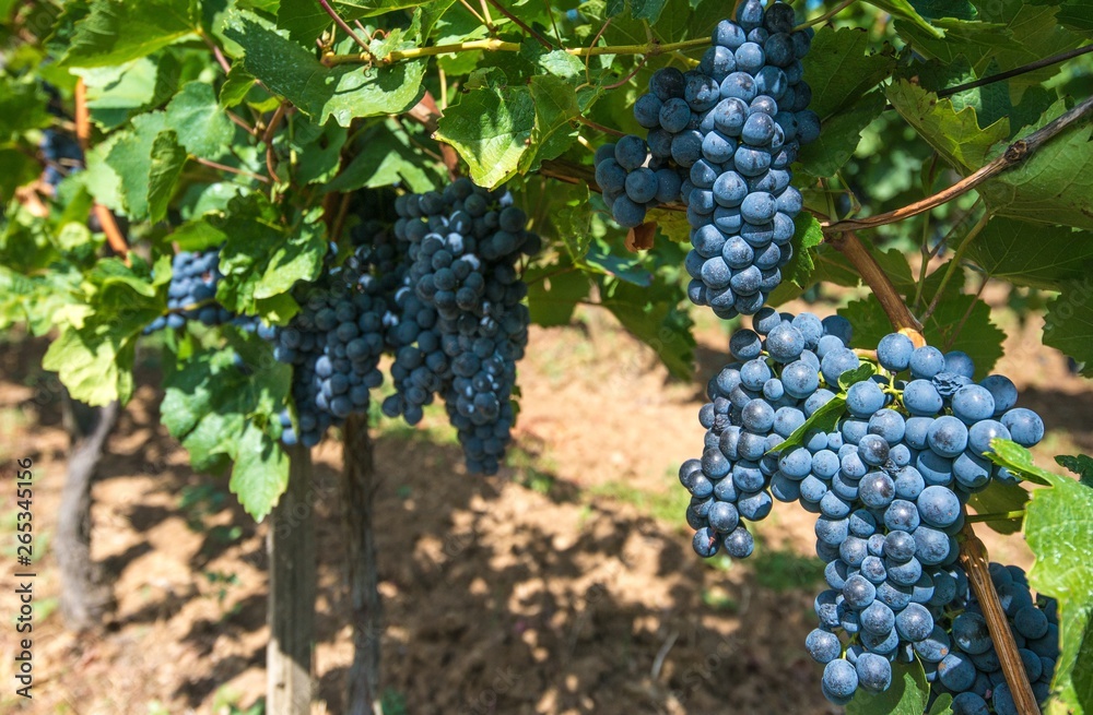 Summer Time Vineyard Grapes